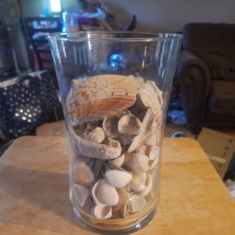 SEA SHELL Collection In Large Glass Vase . 10” Tall , Base Is 6” By 6”